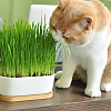 Трава для кошек фото 1 